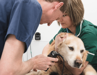 Locum Vets Guide