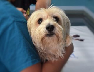 The basics of becoming a locum vet